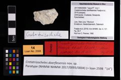 Foto (Objekt + Etikett) von Cretatrizocheles doerflesensis (Fraaije et al., 2019)  (NHMW-GEO-2017-0093-0004)